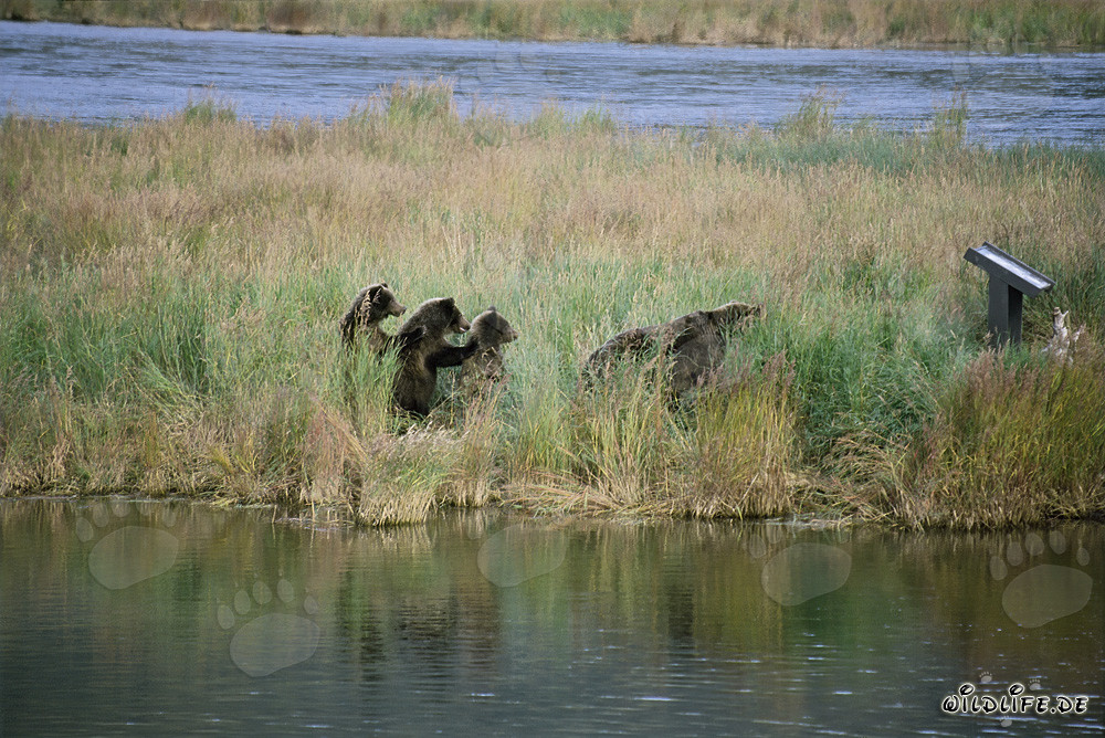 Encuentro de tres jóvenes osos pardos en el río Brooks