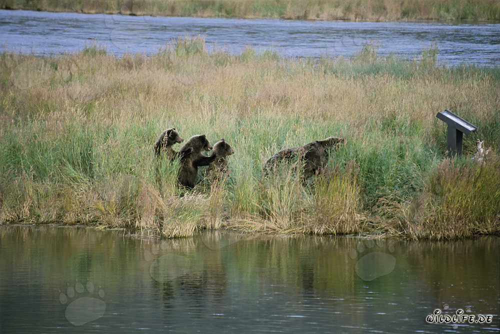Rencontre de trois jeunes ours bruns à la rivière Brooks