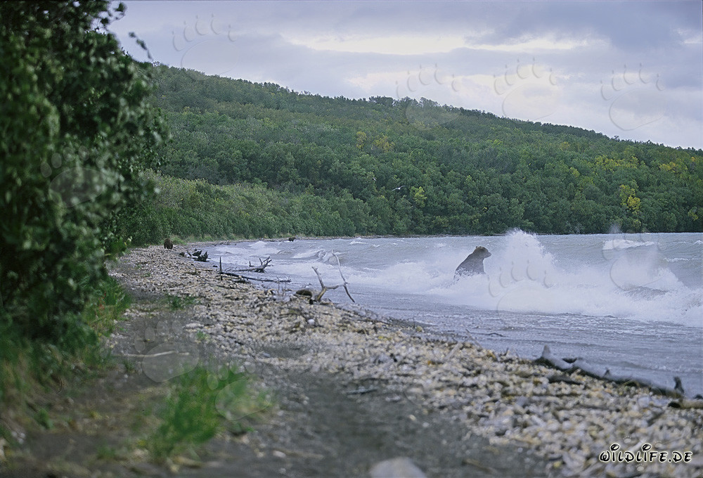 Majestic Brown Bear fishing for salmon in the wild surf of Naknek Lake in Alaska