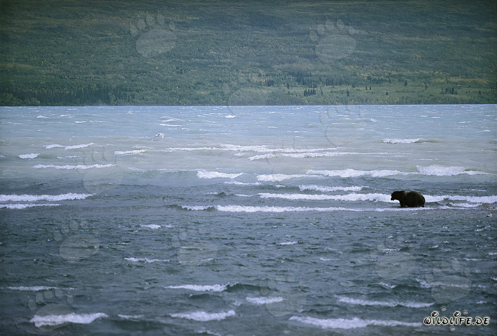 Braunbär fängt Lachse im stürmischen Naknek Lake, Alaska