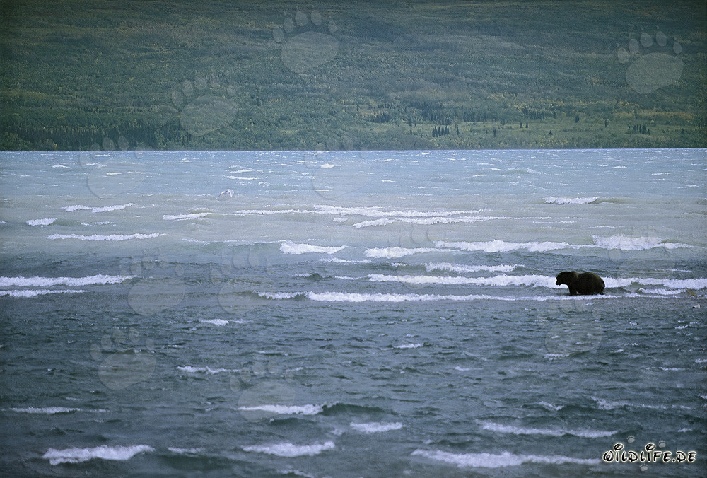 Brown Bear catches salmon in stormy Naknek Lake, Alaska