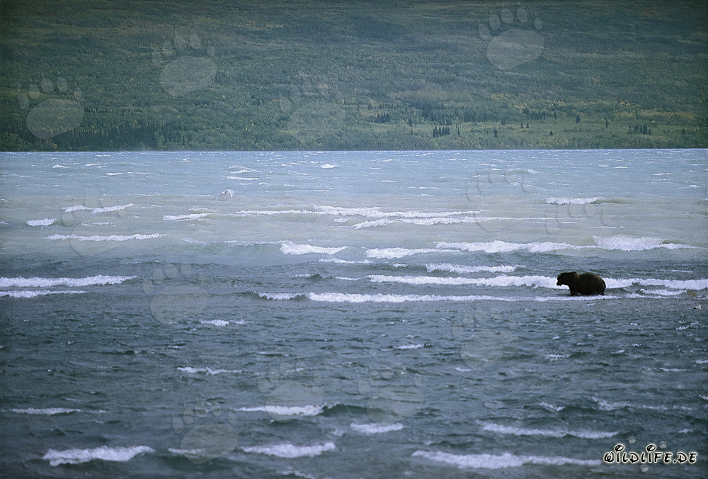 Orso bruno pesca salmoni nel tumultuoso lago Naknek, Alaska