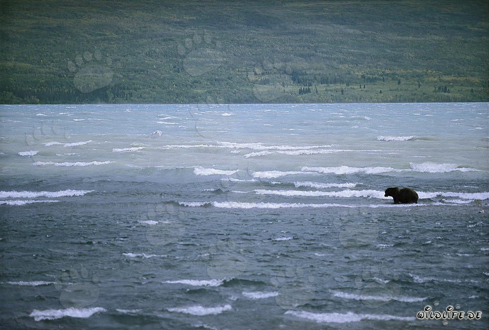 Oso pardo pesca salmones en el agitado lago Naknek, Alaska