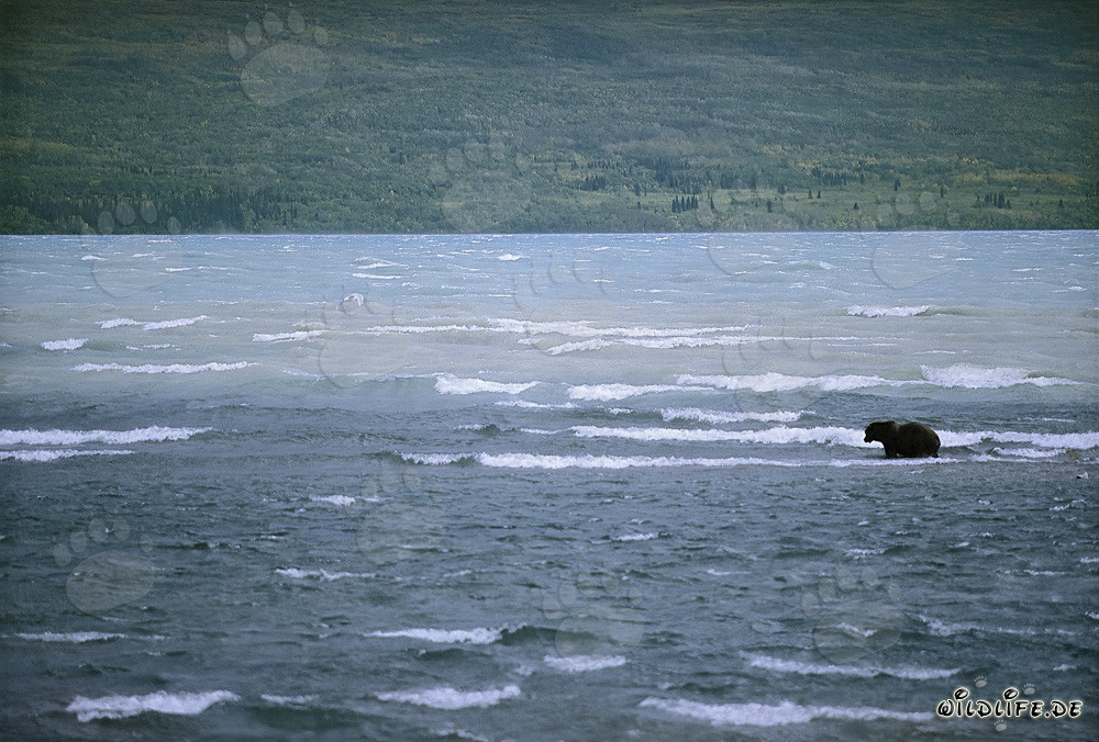 Ours brun pêche des saumons dans le tumultueux lac Naknek, Alaska