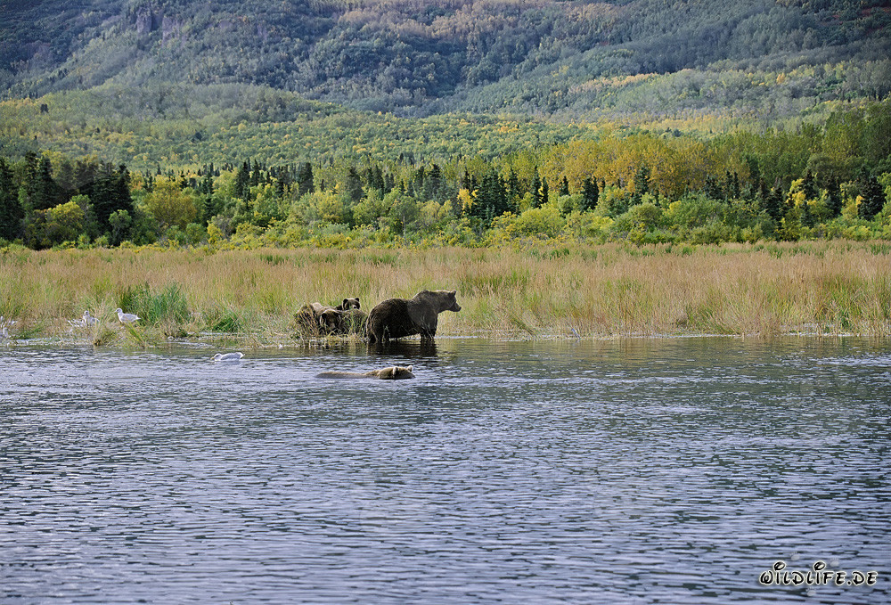 Danger for Bear Family