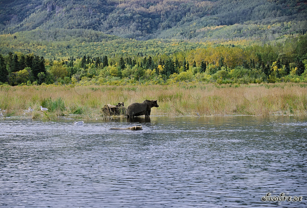 Danger pour la famille d'ours