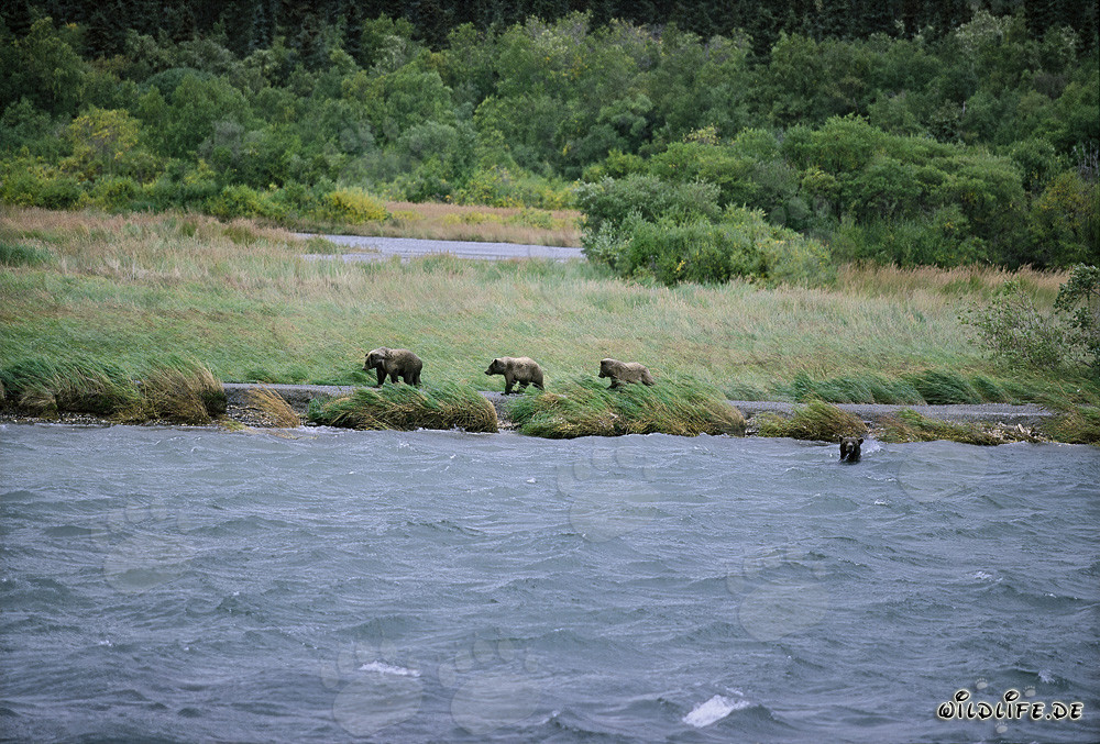 Familie Braunbären beim Lachsfang am Brooks River