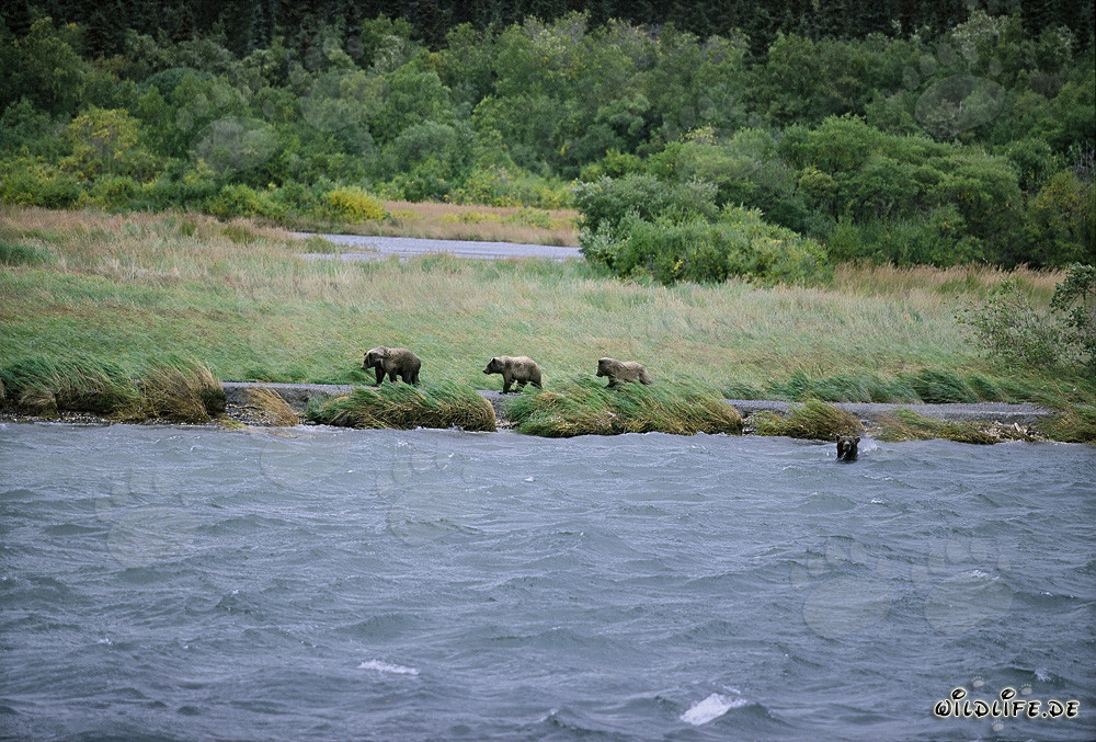 Family of brown bears fishing for salmon at Brooks River