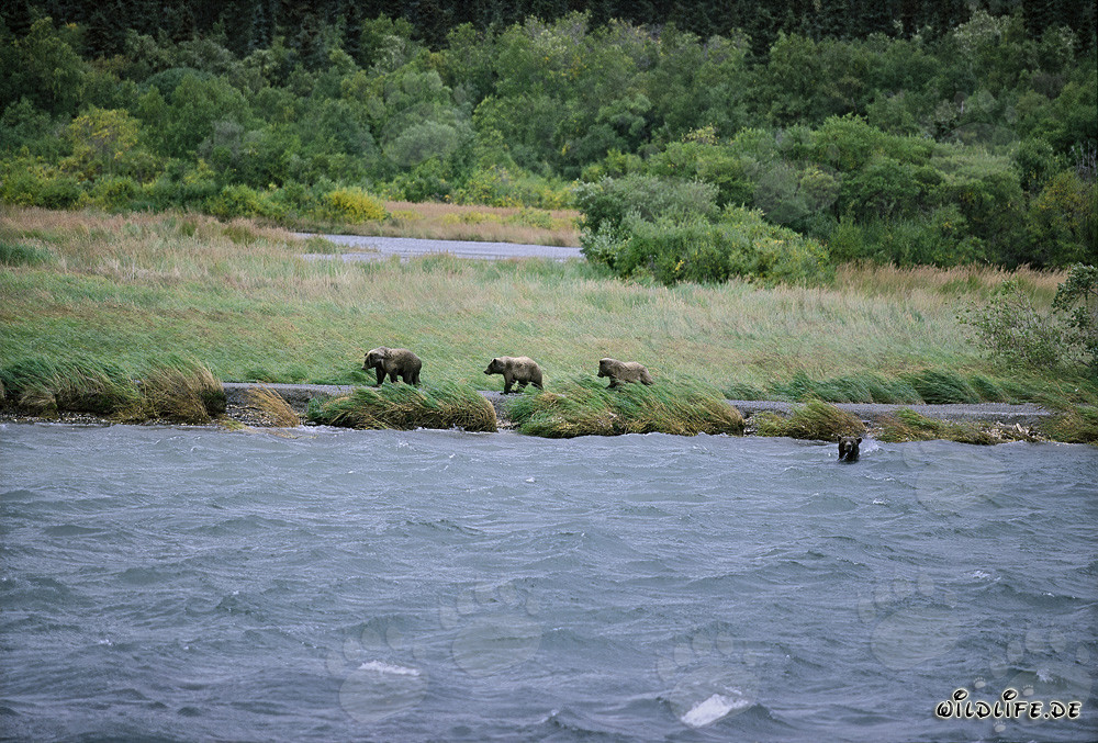 Familia de osos pardos pescando salmones en el río Brooks