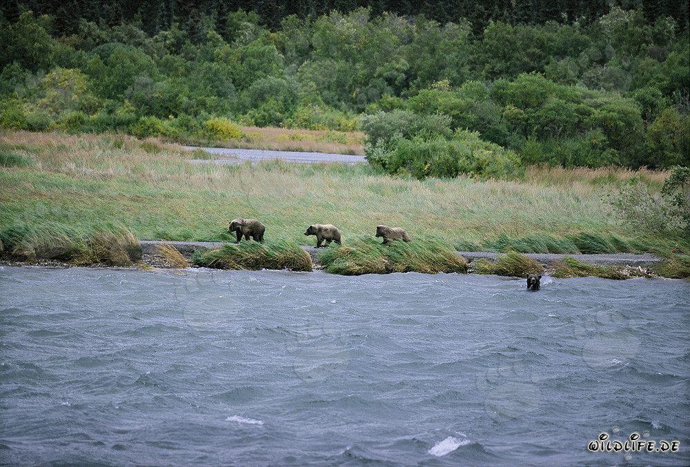 Famille d'ours bruns pêchant le saumon à la rivière Brooks
