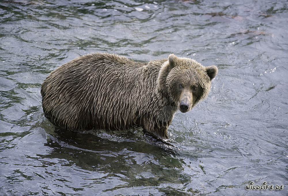Braunbär beobachtet Artgenossen am Brooks River in Katmai Nationalpark, Alaska