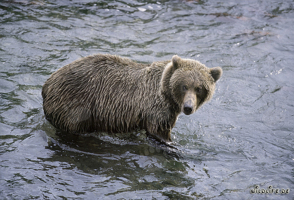 Orso bruno osserva conspecifici presso il fiume Brooks nel Parco Nazionale di Katmai, Alaska