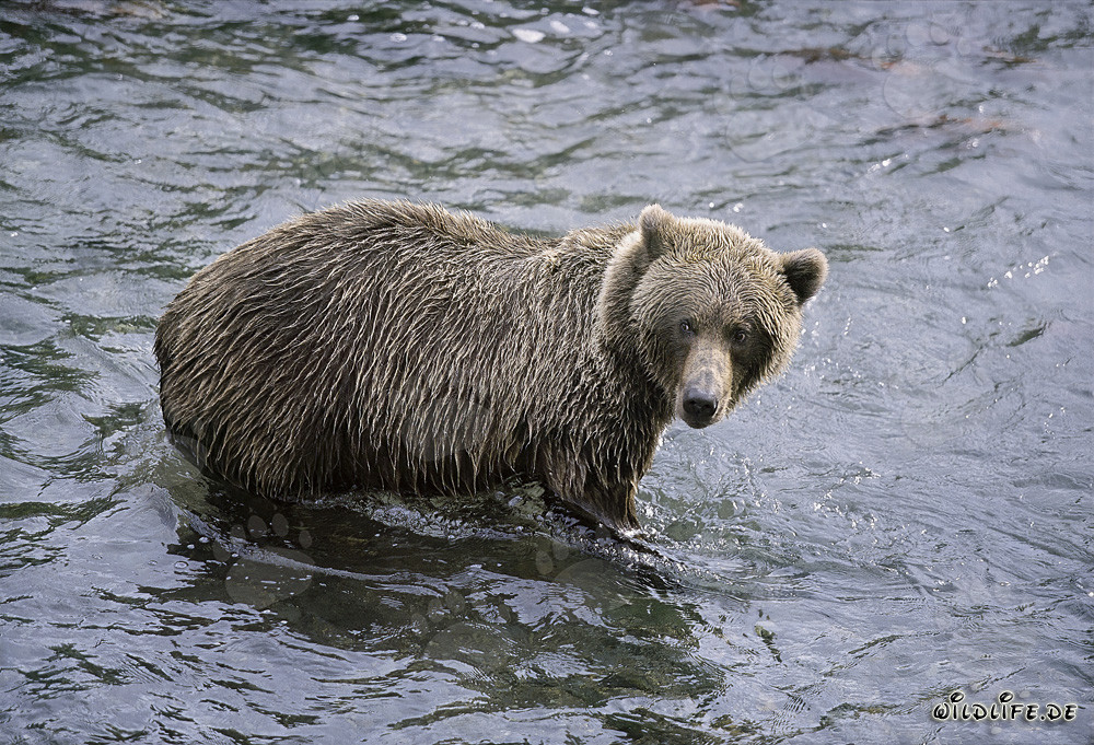 Oso pardo observando a congéneres en el río Brooks en el Parque Nacional de Katmai, Alaska