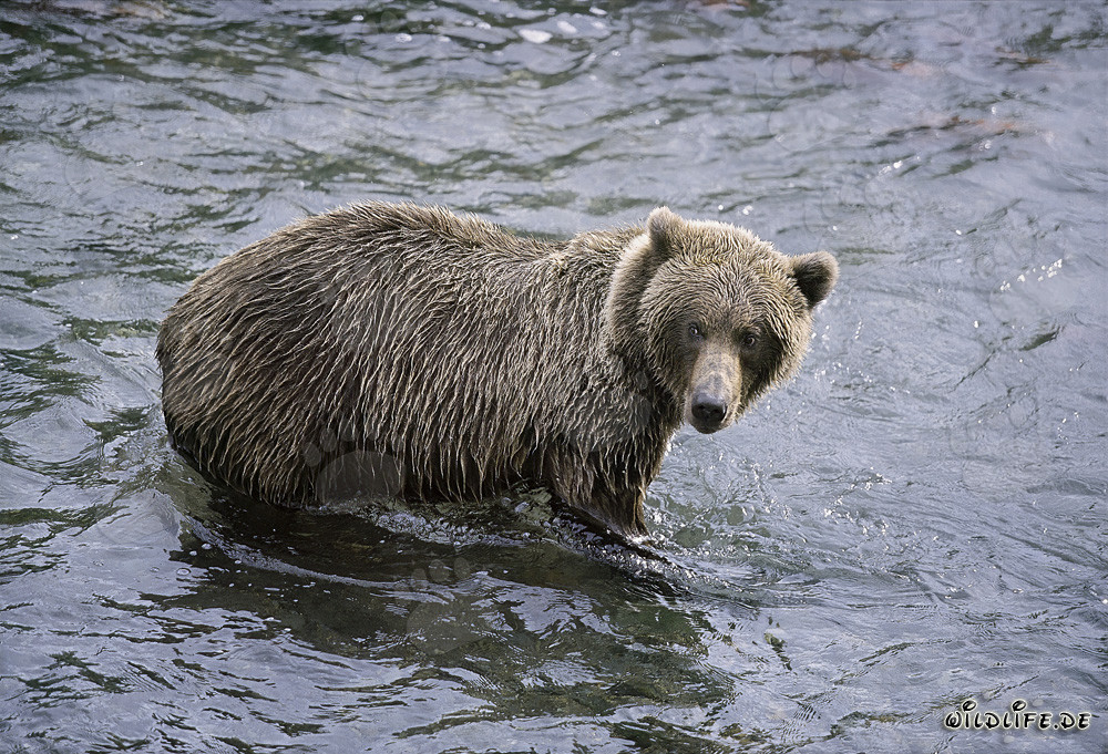 Ours brun observant des congénères à la rivière Brooks dans le parc national de Katmai, Alaska
