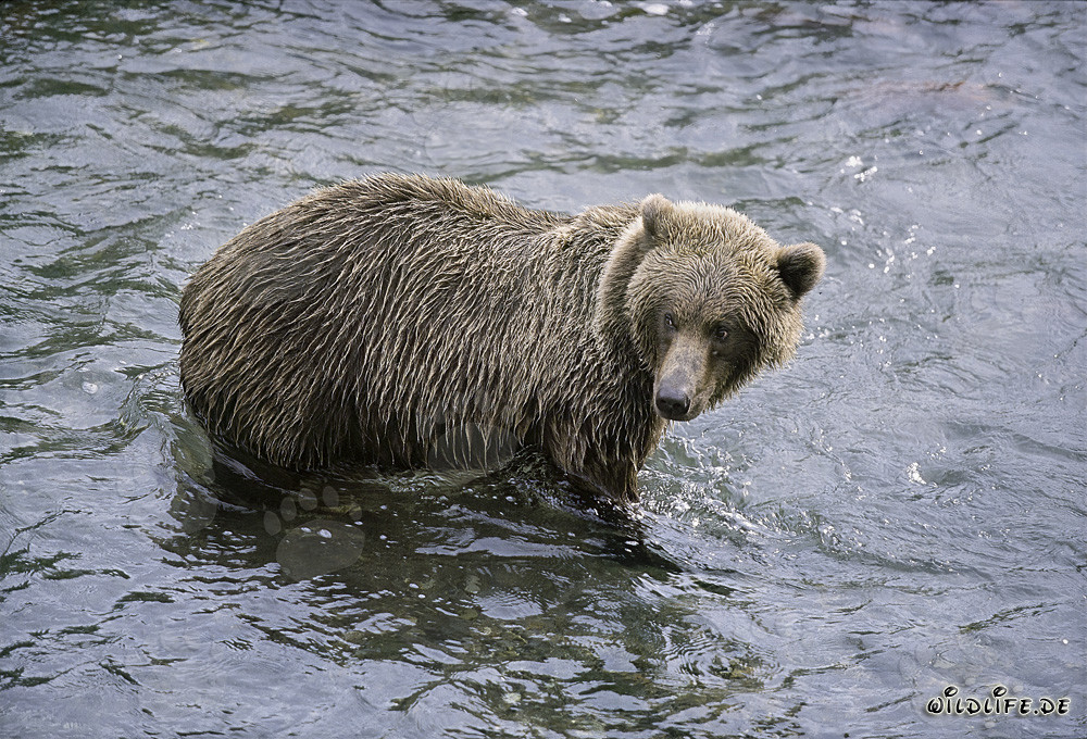Braunbär auf Lachssuche in Alaska