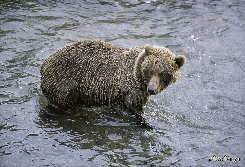 Orso bruno alla ricerca del salmone in Alaska