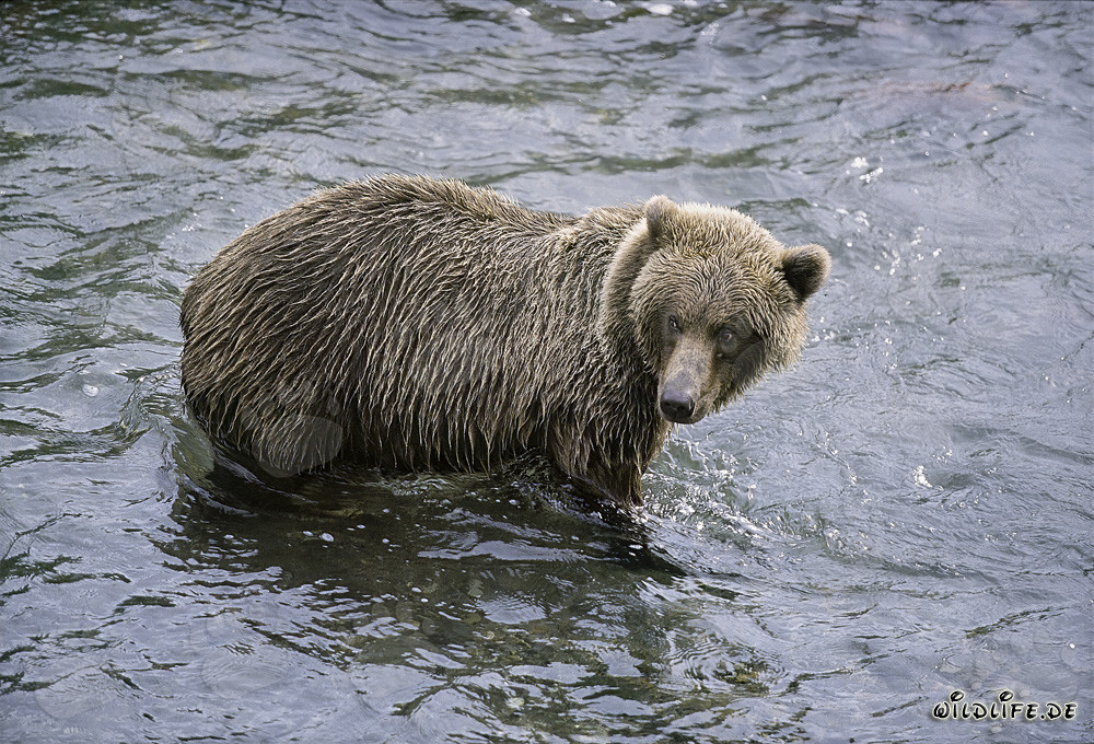 Oso pardo en busca de salmones en Alaska