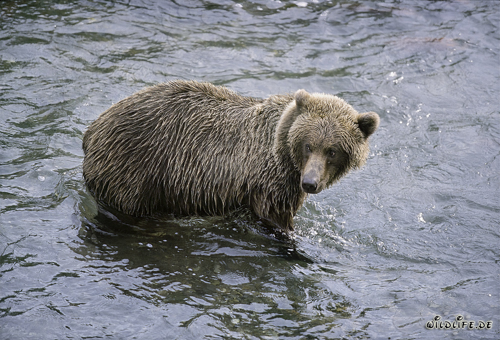 Ours brun à la recherche du saumon en Alaska