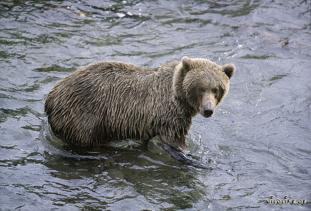Braunbär auf Lachsjagd im Brooks River
