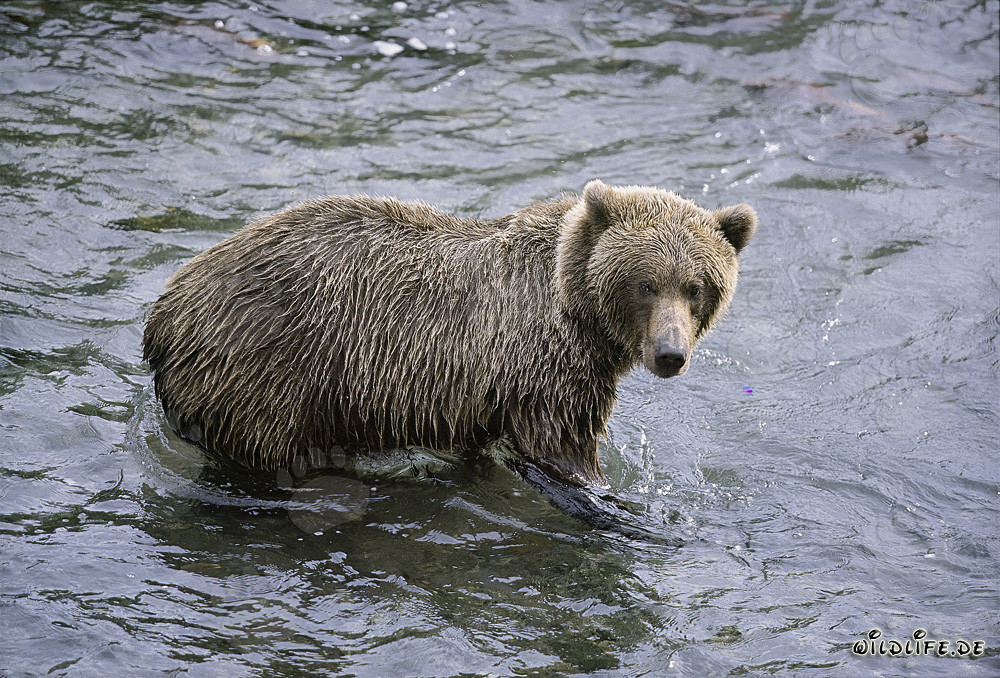 Brown bear hunting for salmon in Brooks River