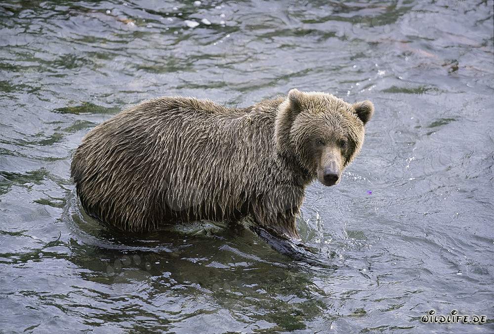 Orso bruno in caccia di salmoni nel fiume Brooks