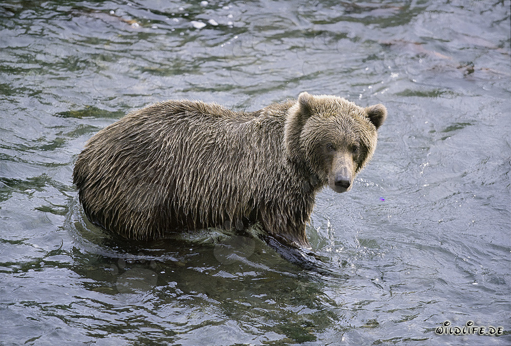 Ours brun en chasse au saumon dans la rivière Brooks