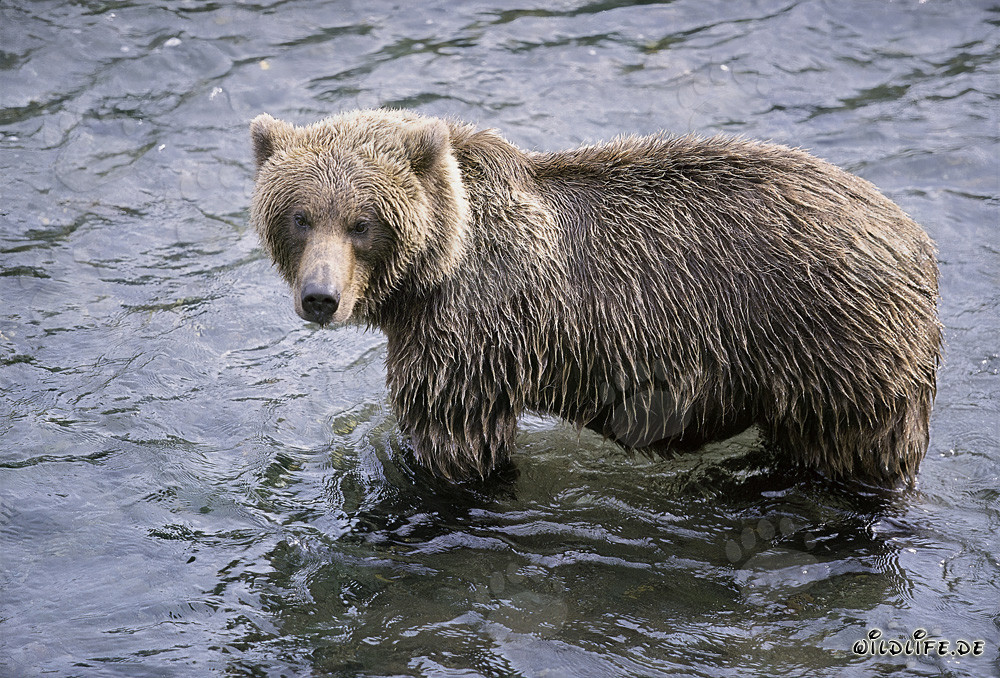 Braunbär am Brooks River sucht verzweifelt nach Lachsen