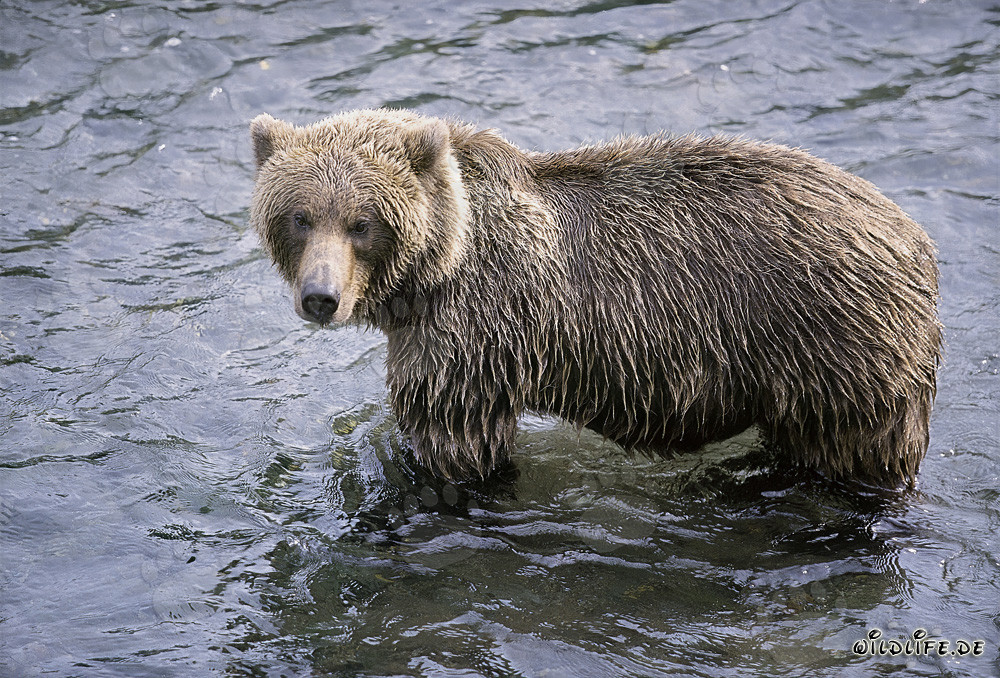 Orso bruno sul fiume Brooks alla disperata ricerca dei salmoni
