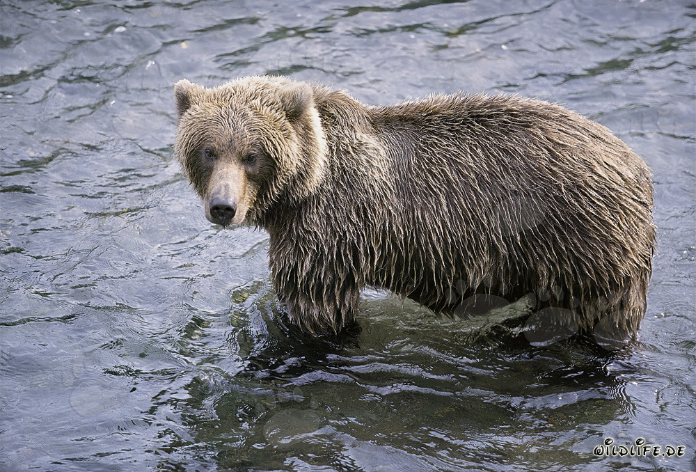 Ours brun au Brooks River recherche désespérément les saumons