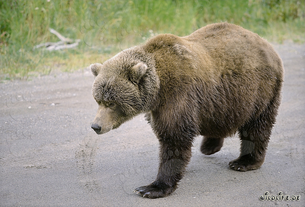 Braunbär auf der Suche nach Lachsen in Alaska