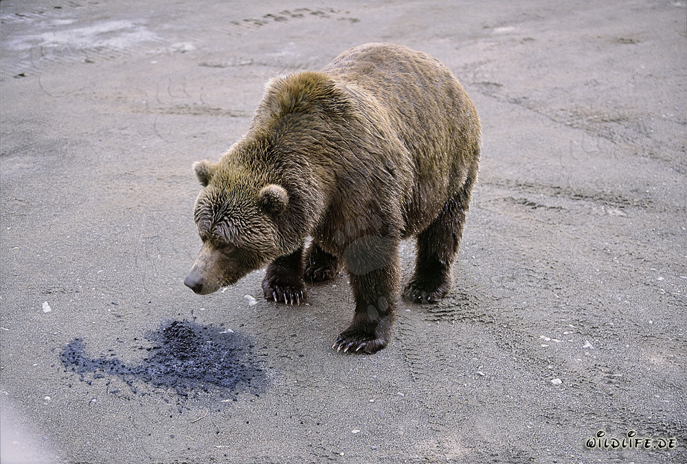 Neugieriger Braunbär erkundet die Natur