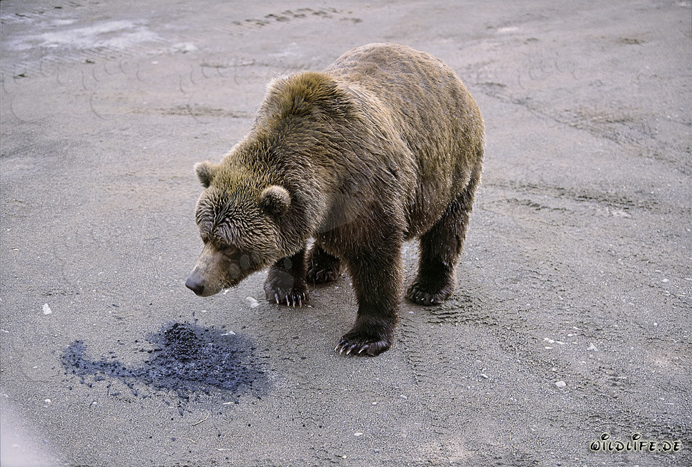 Orso bruno curioso esplora la natura