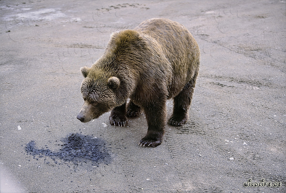 Ours brun curieux explore la nature