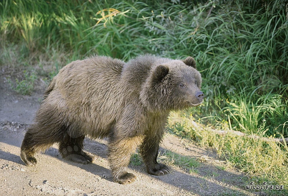 Cachorro de oso pardo se encuentra con un gran congénere