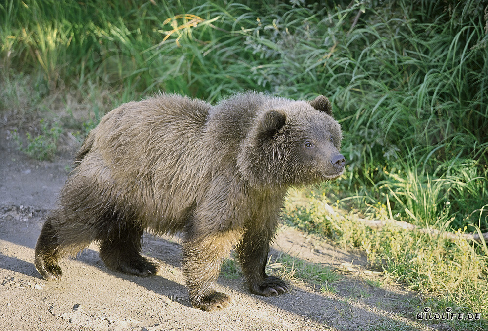 Young brown bear cub encounters a big bear