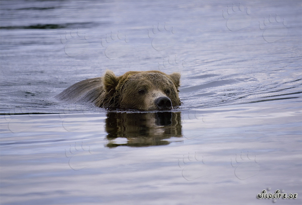 Faszinierender Braunbär beim Lachsfischen im Brooks River