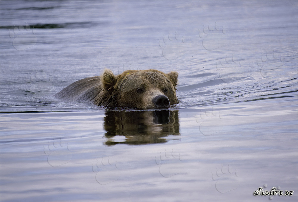 Affascinante orso bruno che pesca salmoni nel fiume Brooks
