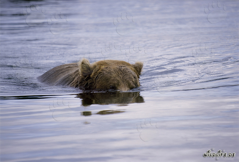 Braunbär auf Lachssuche im kristallklaren Fluss