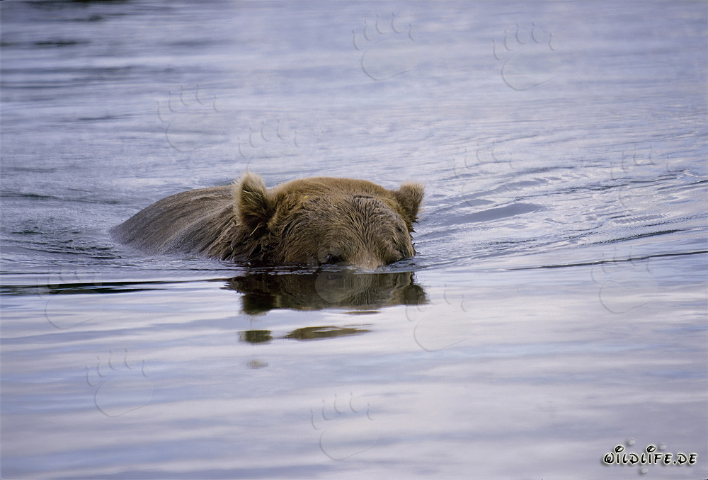 Oso pardo en busca de salmones en un río cristalino