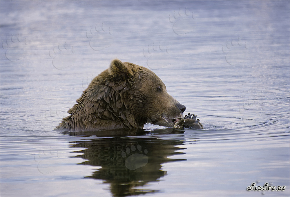 Braunbär entdeckt Lachs in der Mitte des Flusses