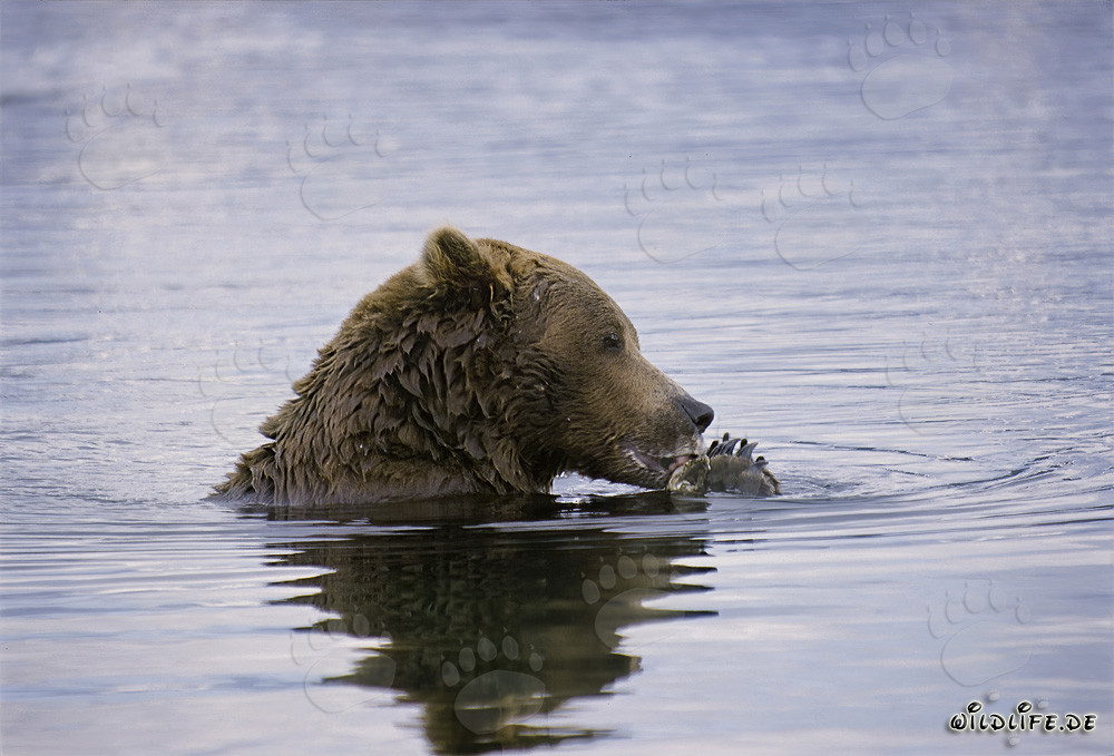 Ours brun découvre un saumon au milieu de la rivière