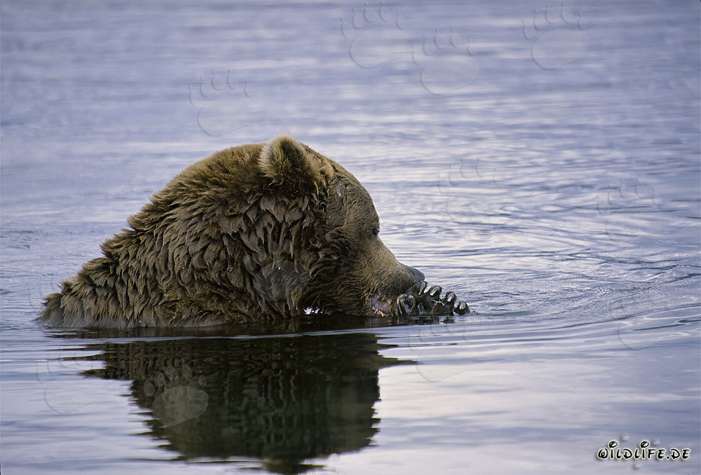 Majestätischer Braunbär beim Lachsfischen in einem wilden Fluss