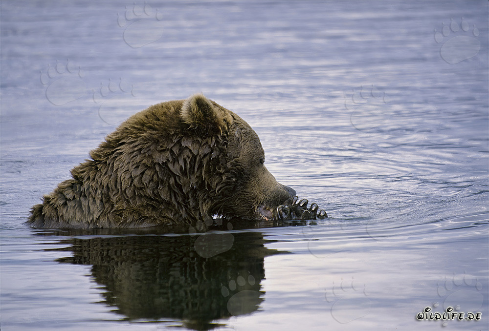 Oso pardo majestuoso pescando salmones en un río salvaje