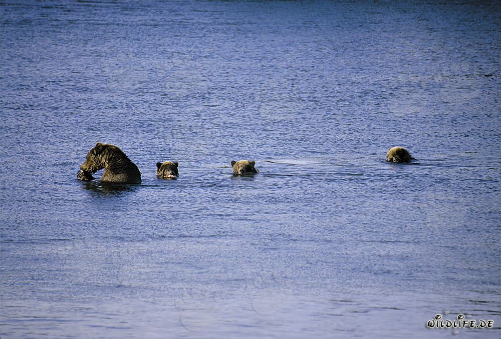 Osa parda majestuosa con tres adorables osos jóvenes en el lago Naknek