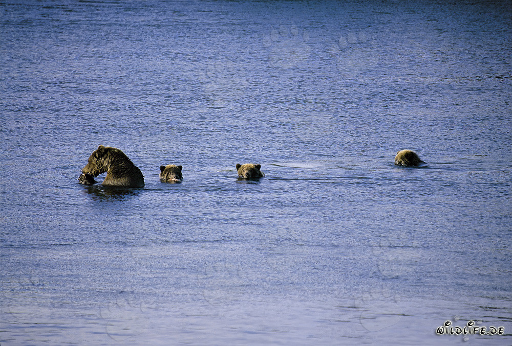 Maestosa mamma orsa bruna con tre adorabili cuccioli sul lago Naknek