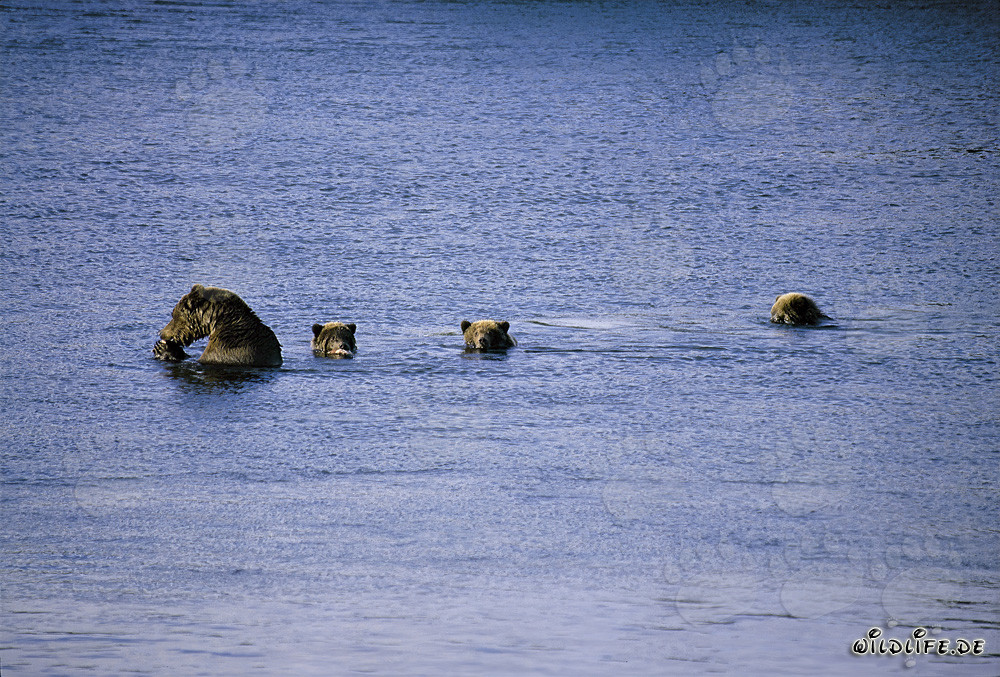 Ourse brune majestueuse avec trois adorables oursons au lac Naknek