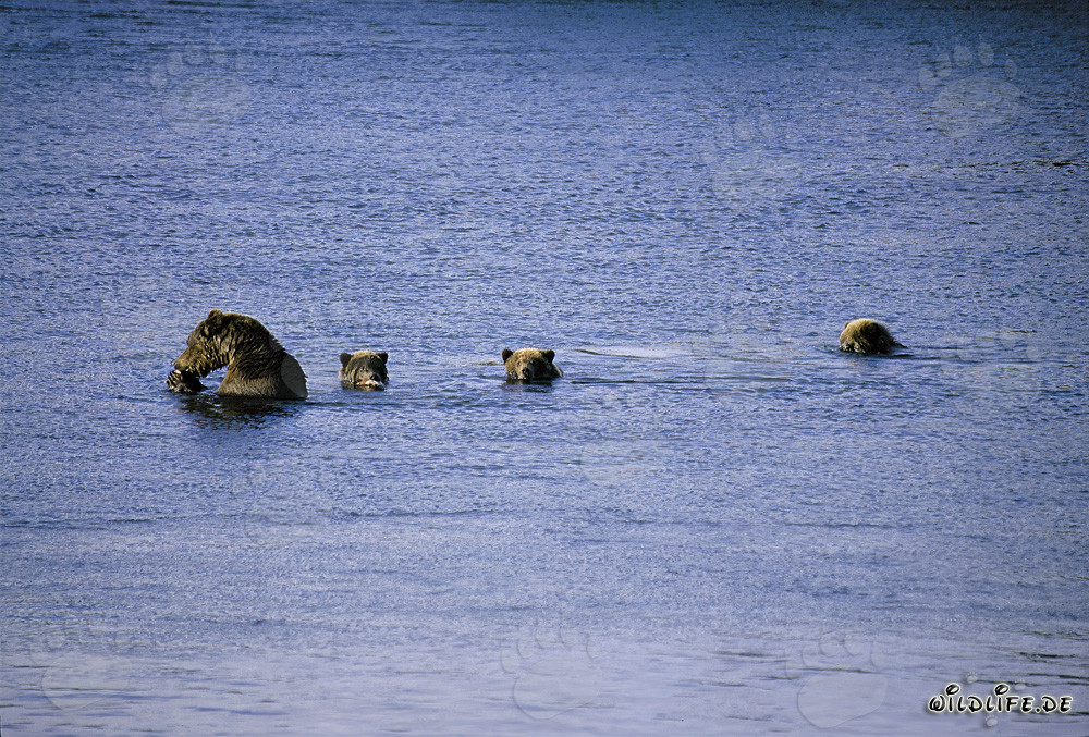 Majestic mother brown bear with three adorable cubs at Naknek Lake