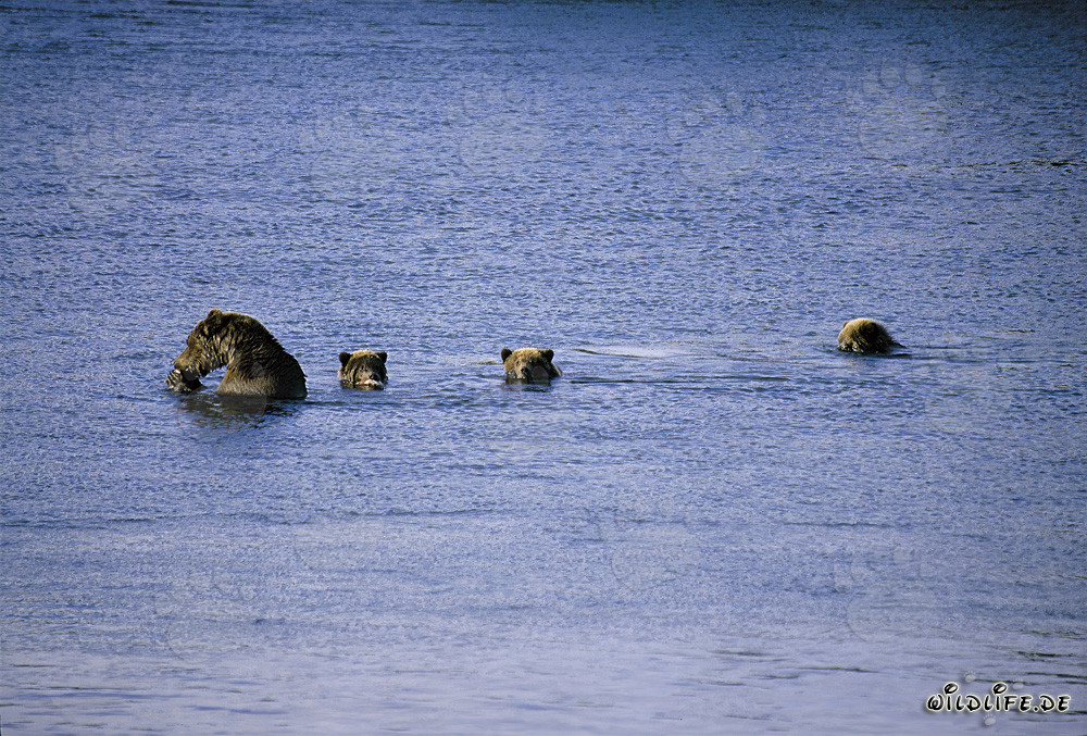 Majestätische Braunbärin mit drei niedlichen Jungbären am Naknek Lake