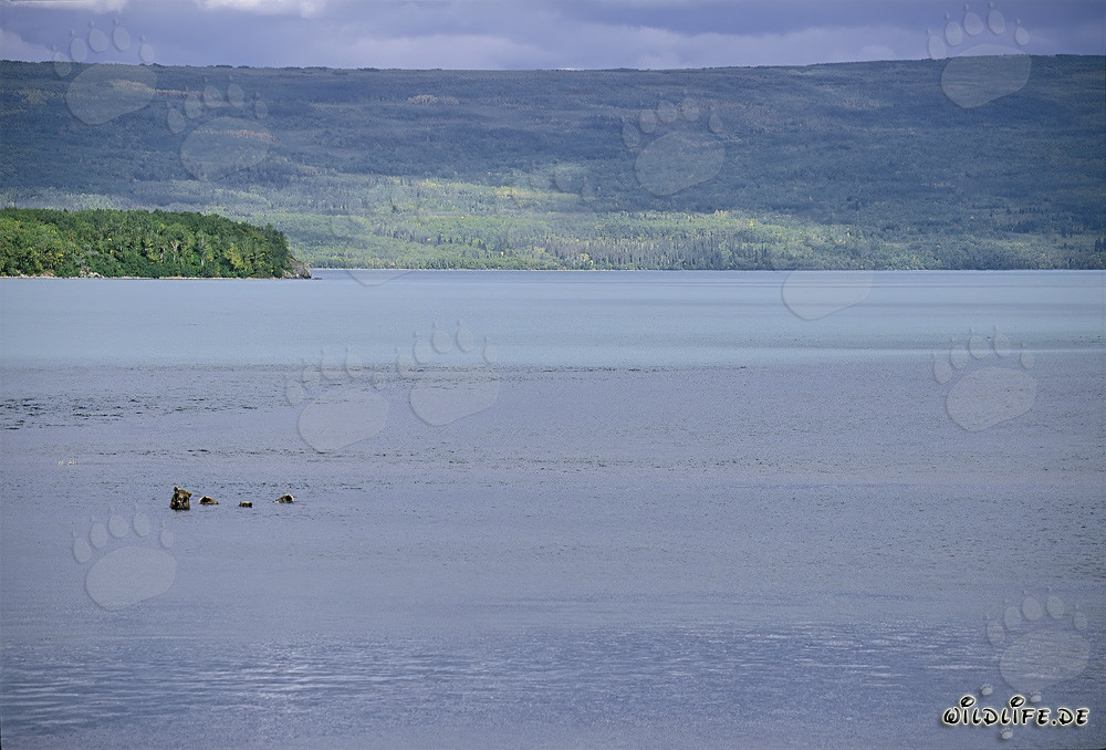 Braunbärenfamilie beim Fischen im Naknek Lake