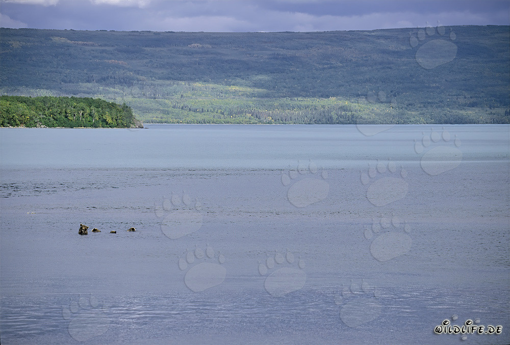 Brown bear family fishing in Naknek Lake